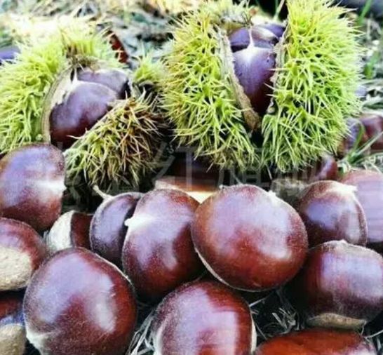板栗烤出香甜可口！m6米乐自制美味(图1)